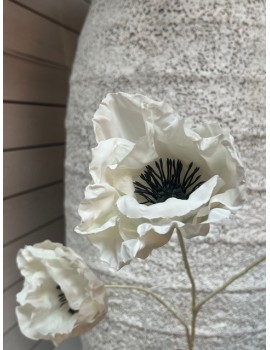 COQUELICOT BLANC